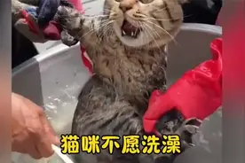 猫咪洗澡的奇葩反应，笑不活了😂