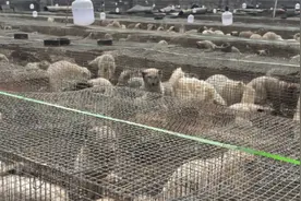 暗访狐貉胴体黑市：未检疫禁食用狐貉肉销往多地，或冒充牛羊兔肉视频封面