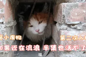 笨蛋小美猫又卡进洞洞了，被困了一整晚，猫咪朋友们整夜陪伴着她视频封面