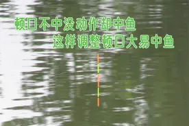 顿口打不到浮漂没动却上鱼？这样来调整，出口漂亮抬竿就中鱼视频封面