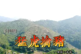 广东信宜怀乡黄华河畔上，周氏猛虎擒猪，人称虎地视频封面