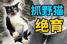 设陷阱抓流浪猫去绝育，医生却说：不可以