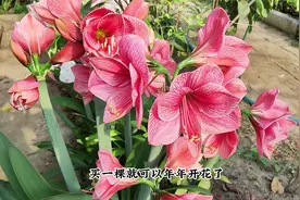 朱顶红在春末开爆，一棵多支花，真的美爆了视频封面