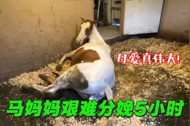 母马忍着剧痛生宝宝，全程令人揪心，感叹世间母爱无私伟大！视频封面