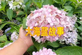 大花绣球品种“大海蓝”的优点不少，杨玉勇老师培育成功品种之一