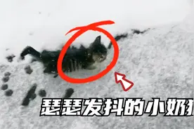 沈阳零下十几度天气，自驾游女子在雪地上，捡到只瑟瑟发抖小奶猫视频封面