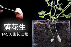 花生并不是长根上的，它又是怎样在地上开花又地下的结果的？视频封面