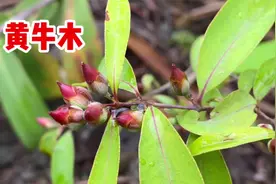 黄牛木也叫“黄牛茶”，原来价值那么大！我也是才知道