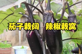 茄子栽阔  辣椒栽窝视频封面