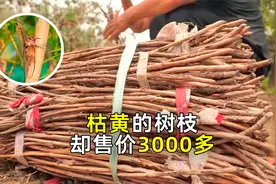 捕捉金蝉，晚8点的童年回忆，如今却要收门票！