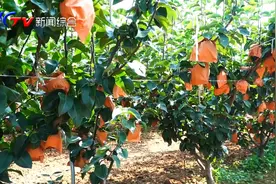 秋月梨最后半个月的冲刺管理，您绝对不能落下！