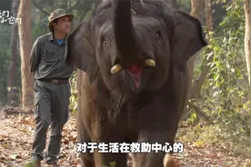 最会打水仗的动物，亚洲象的快乐天堂：森林深处泡澡玩沙超享受视频封面