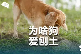 狗狗喜欢刨土，难道是想挖洞逃跑？视频封面