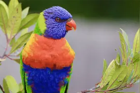 100种鸟叫，太好听了，带来一天好心情!