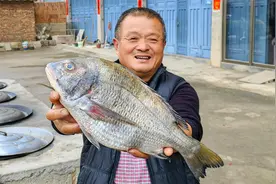 1180元买3条11斤黑鲷鱼，大叔做土豪版酸菜鱼，一般人不敢这么试视频封面