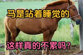 马为啥站着睡觉？这样不累吗？