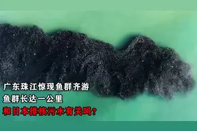 广东珠江惊现鱼群齐游，鱼群长达一公里，和日本核污水有关吗？视频封面