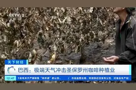 咖啡主产国因极端天气减产 国际咖啡价格上涨