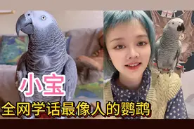 灰鹦鹉小宝真了不得，和主人无障碍沟通会撒娇会套路，简直太聪明