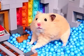 仓鼠走迷宫：五大最可爱的仓鼠冒险，你最喜欢哪一个？