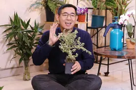 六月雪怎么养？园艺师教你，六月雪的详细养护技巧
