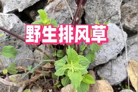 山惊现排风草，煮水洗澡价值高，民间懂的人都会用，你用过吗？