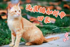 流浪猫如何带回家