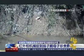 安徽扬子鳄国家级自然保护区：红外相机捕捉到扬子鳄母子珍贵影像视频封面