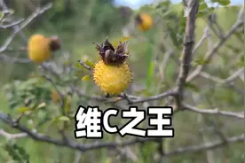 被称为维C之王的刺梨，要这样吃更健康，你之前吃的方法对了吗？