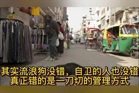 其实流浪狗没错，自卫的人也没错，真正错的是一刀切的管理方式视频封面