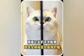 全网报复心最强的猫咪，苦练铁头功只为报复铲屎官视频封面