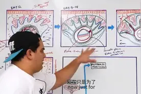 胚胎发育 胎盘形成 （科普小视频）