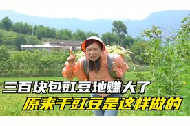 三百块包下豇豆地，外婆直呼不划算！原来干豇豆是这样做出来的