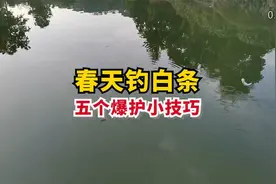 春天钓小白条，五个爆护小技巧，休闲野钓新手钓鱼入门基础知识