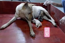 刚出生20分钟的小奶狗，浑身湿透嘤嘤的叫抢奶吃，真可爱