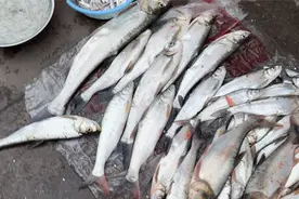 三月的乡村早晨，集市上河鱼河鲜堆满地，几块钱一斤的翘嘴鱼，瞧视频封面