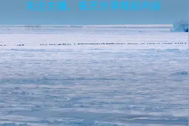 没找到对象的帝企鹅，居然跑去横刀夺爱#动物#动物世界
