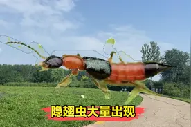 网传潍坊最近出现很多毒虫，会引起肿痛皮炎，是什么情况，来看看
