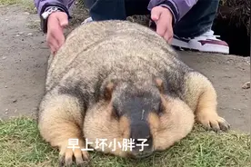 还吃？ 收你们来了！ 死胖子，哈哈哈哈哈哈哈视频封面
