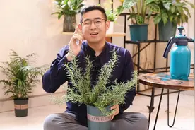 迷迭香怎么养？园艺师教你，迷迭香的详细养护技巧视频封面