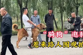 这狗当驴骑，狗市奇葩事，小伙骑狗逛狗市，惹来路人围观拍照视频封面
