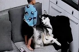 熊孩子欺负狗狗，妈妈竟然示意狗狗咬儿子一下？