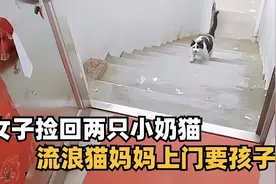 女子捡回两只小奶猫，流浪猫妈妈每天往返6公里，上门给孩子哺乳视频封面