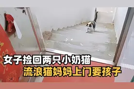 女子捡回两只小奶猫，流浪猫妈妈每天往返6公里，上门给孩子哺乳视频封面