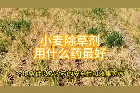 小麦除草剂用什么药最好视频封面