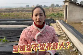 为什么蜜蜂不蛰养蜂人呢？是因为小蜜蜂认主吗？
