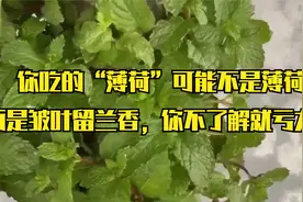 揭秘！你以为吃的是薄荷？其实是皱叶留兰香，不懂你就亏啦！视频封面