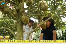 今年三亚榴莲产量达200吨  将在7月中旬进入丰产期视频封面