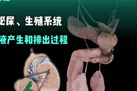 男性的泌尿和生殖系统，精液的产生和排出过程视频封面