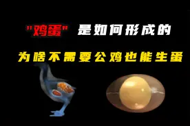 鸡蛋是如何在母鸡体内形成的？为啥母鸡不需要公鸡就能生蛋？